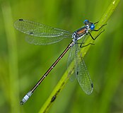 Lestes dryas, Եվրասիա, Հյուսիսային Աֆրիկա, Հյուսիսային Ամերիկա