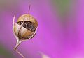 Anagallis fruit, circumscissile dehiscence