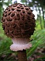 Chlorophyllum rhacodes (sin. Macrolepiota rhacodes)