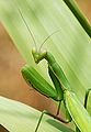 Mantis religiosa