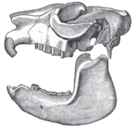 Skull of Mesotherium (Typotheria, Mesotheriidae)