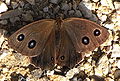 Blauäugiger Waldportier (Minois dryas)