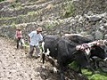 Image 18Peruvian farmers sowing maize and beans (from Andes)