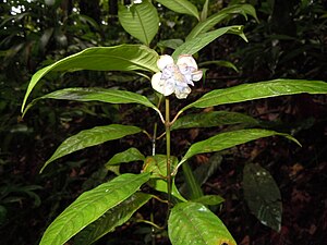 'Psychotria urbaniana