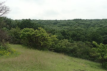 Сарганівський ліс