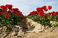 Tulpenfeld bei Middelharnis