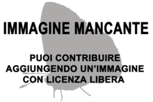 Immagine di Sigournea multidentata mancante