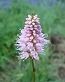 OrdnungNelkenartige Familie:Knöterichgewächse Art:Persicaria amphibia