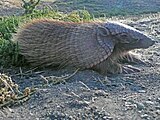 Tatu-peludo.