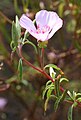 Clarkia amoena