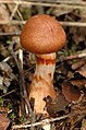 Cortinarius.allutus