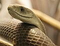 Close-up of a black mamba's head