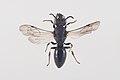 Hylaeus pectoralis (tagrørmaskebi)