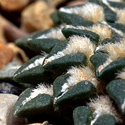 Ariocarpus kotschoubeyanus ✓