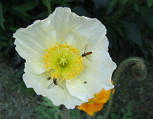 Sibirisk valmue (Papaver nudicaule) Foto: Claus Ableiter