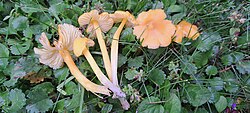 Kollane vesinutt Hygrocybe acutoconica