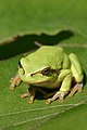 Hyla arborea.