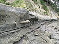 Concretions all line up in the cliff wall.