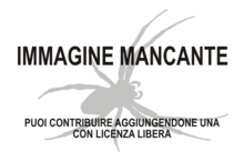 Immagine di Praearaneus bruckschi mancante