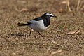 Motacilla grandis