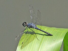 Oligoclada heliophila