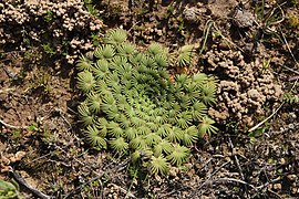 Oxalis palmifrons ✓