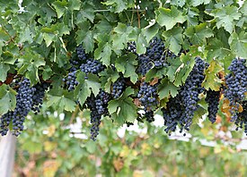 Aitoviiniköynnös (Vitis vinifera)