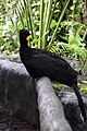 Yellow-knobbed Curassow