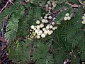 Acacia schinoides, Australian National Botanic Gardens