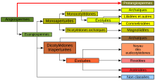 "Représentation graphique de la classification phylogénétique"