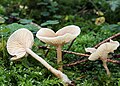 !!Clitocybe-suavevolens!!