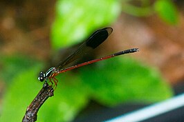 Euphaea cardinalis