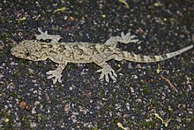 Gekko chinensis 2.jpg