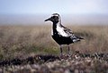 Grey Plover