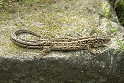 Sila ķirzaka (Lacerta agilis)