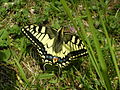 Papilionini: Papilio machaon