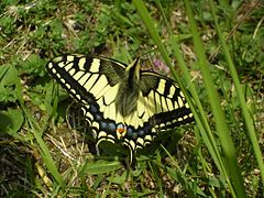 アゲハチョウ族 Papilionini: キアゲハ Papilio machaon