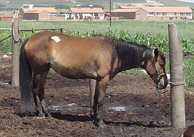 Un cheval de Mongolie-Intérieure présentant le modèle du Sanhe, avec un corps plus allongé et une encolure plus longue que le cheval mongol