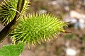 Xanthium italicum