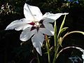 Gladiolus callianthus