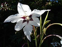 Gladiolus callianthus