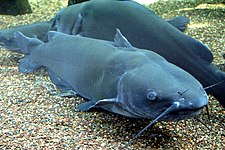 Channel catfish (Ictalurus punctatus)