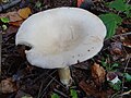 Clitocybe candicans