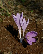 <center>Colchicum hierosolymitanum</center>