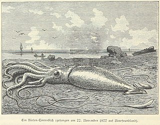 ?#45 (21/11/1877) Giant squid beached on the Newfoundland coast, apparently on 22 November 1877 (closest is #45 from 21 November, from Smith's Sound). Note similarity to illustration of Catalina specimen (#43).