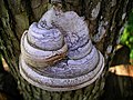 Image 35A tinder fungus, Fomes fomentarius (from Mushroom)