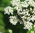 Leptura aethiops (Poda, 1761)