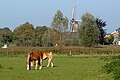 Zicht op Linde met molen vanaf de Helderboomsdijk