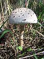 Macrolepiota procera