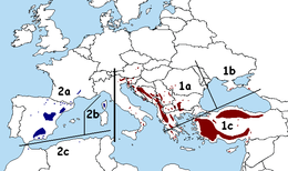 Az egyes alfajok, változatok elterjedési területe * 1. P. n. ssp. nigra — keleti alfaj ** 1a: P. n. ssp. nigra var. nigra ** 1b: P. n. ssp. var. pallasiana ** 1c: P. n. ssp. nigra var. caramanica * 2. P. n. ssp. salzmannii — nyugati alfaj ** 2a: P. n. ssp. salzmannii var. salzmannii ** 2b: P. n. ssp. salzmannii var. corsicana ** 2c: P. n. ssp. salzmannii var. mauretanica